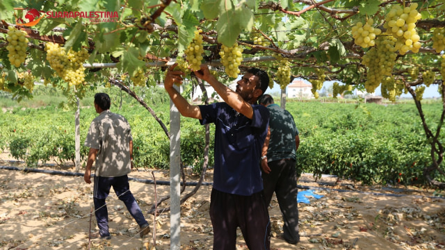 Petani di Gaza, Palestina, sedang memanen anggur di ladang (Foto: Dok. Abdillah Onim/Suara Palestina)