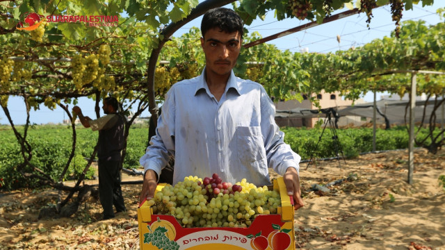 Anggur produksi petani Palestina dijual di pasar atau diekspor melalui agen Israel. (Foto: Dok. Abdillah Onim/Suara Palestina)