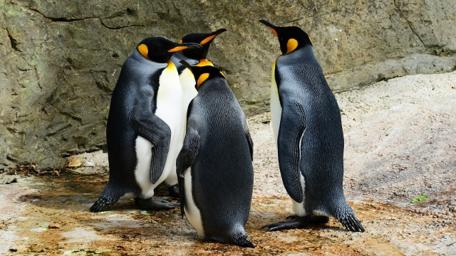 Penguin raja atau Aptenodytes patagonicus. (Foto: Pixel-mixer via pixabay.)