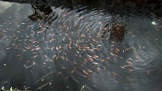 Warga di Probolinggo Sulap Sungai Kotor Menjadi Bersih dan Penuh Ikan (1)