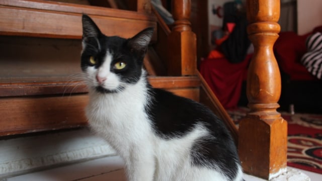 Kucing yang tersisa milik korban Sadan. (Foto: Dok. Iqbal Gozali)