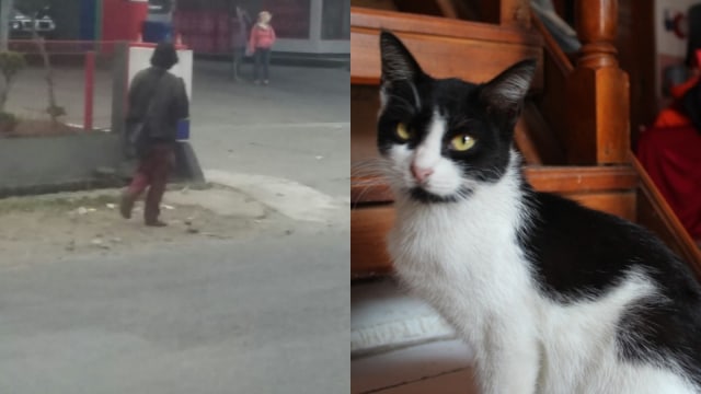 Sadan dan kucing yang masih tersisa. (Foto: Instagram/@cat_lovers_in_the_world dan Dok. Iqbal Gozali)