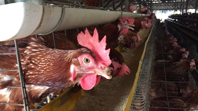Kondisi ayam di peternakan rakyat di Tajur Halang, Bogor (Foto: Elsa Toruan/kumparan)