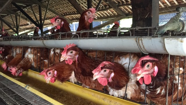 Kondisi ayam di peternakan rakyat di Tajur Halang, Bogor (Foto: Elsa Toruan/kumparan)