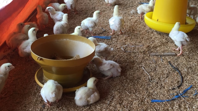 Kondisi ayam di peternakan rakyat di Tajur Halang, Bogor (Foto: Elsa Toruan/kumparan)