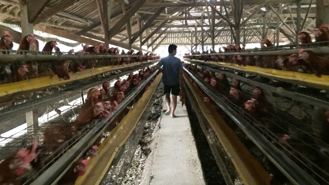 Kandang ayam peternak rakyat di Tajur Halang, Bogor (Foto: Elsa Toruan/kumparan)