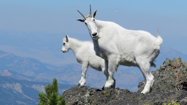 Kambing gunung. Foto: Skeeze via pixabay.