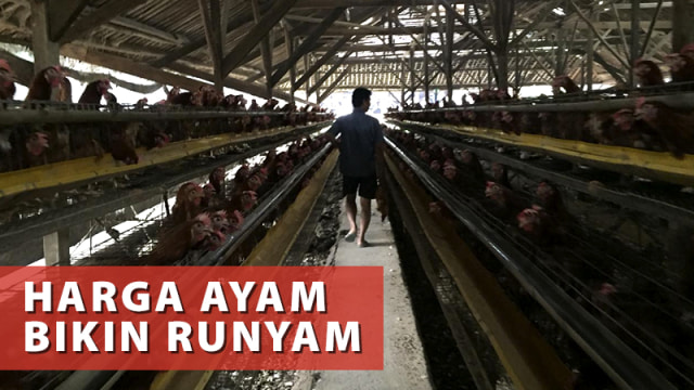 Harga Ayam Bikin Runyam (Foto: Basith Subastian/kumparan)