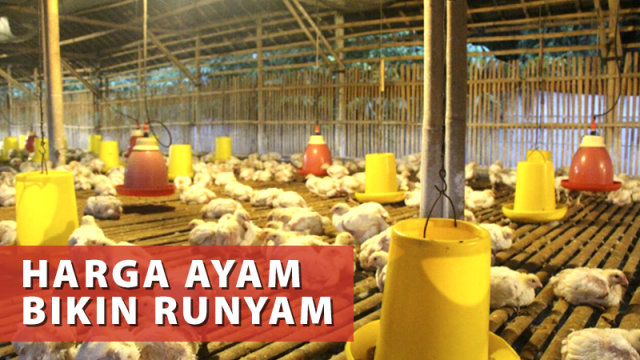 Harga Ayam Bikin Runyam (Foto: Basith Subastian/kumparan)