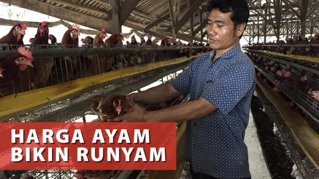 Harga Ayam Bikin Runyam (Foto: Basith Subastian/kumparan)