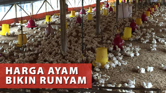 Harga Ayam Bikin Runyam (Foto: Basith Subastian/kumparan)