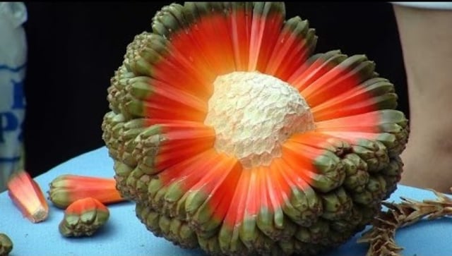Buah Eksotis Asal Hawaii