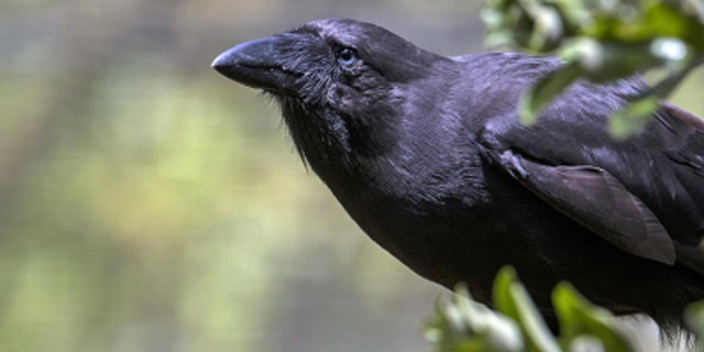 7 Hewan Yang Dianggap Punah Selama Dekade Terakhir Kumparan Com