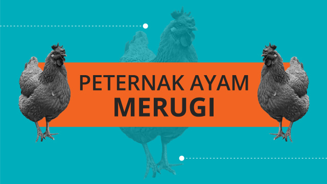 Peternak Ayam Merugi. (Foto: Nunki Lasmaria Pangaribuan/kumparan)