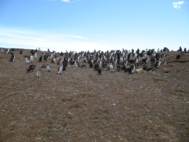 Penguin di Isla Magdalena, Cile Foto: Flickr / maddcheryl