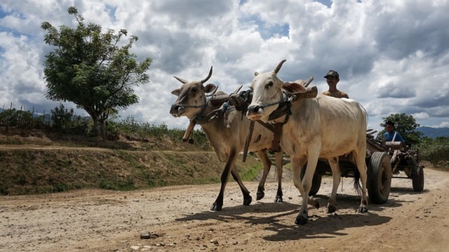 Ansar (55), warga Desa Jono'oge, Kec. Biromaru, Kab. Sigi, sedang menggiring kerbau. (Foto: Jamal Ramadhan/kumparan)