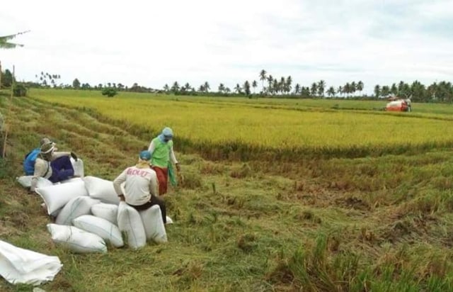 peran-kementan-di-data-produksi-padi-terbaru-konversi-gabah-ke-beras