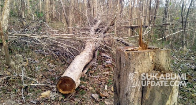 Pohon Sonokeling di Hutan Lindung Suaka Margasatwa Cikepuh Sukabumi Rawan Dicuri