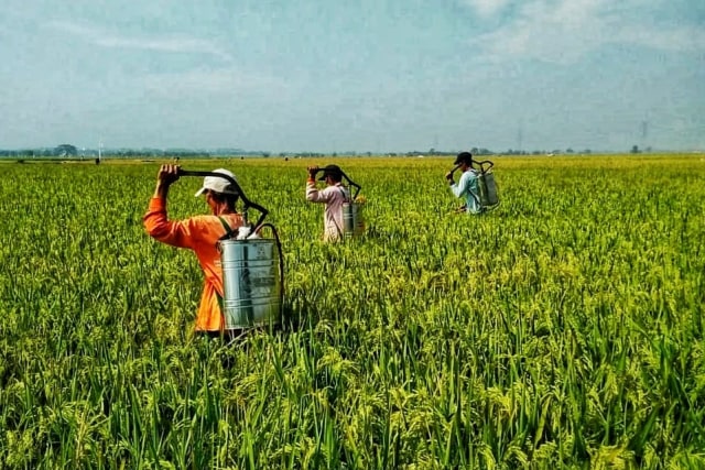Para Petani Membasmi Hama (Foto: Kementerian Pertanian)