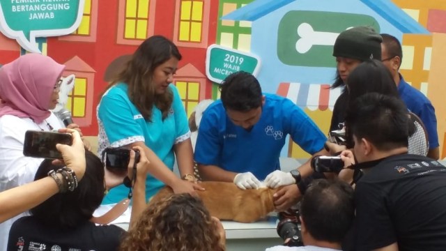 Pemasangan mikrocip pada anjing di Jakarta untuk mendapatkan KTP anjing (Foto: dok Kepala KPKP DKI Jakarta Tri Hartati )