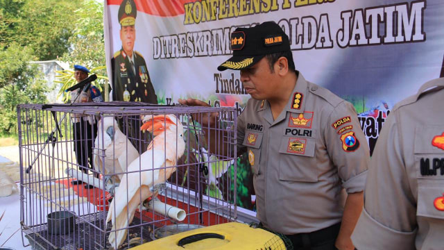 Polda Jatim Amankan 443 Ekor Burung Langka Yang Dilindungi