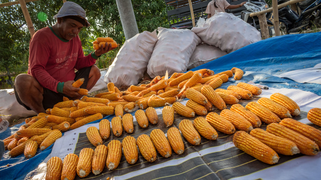 Petani menyortir jagung hasil panen ujicoba benih jagung varietas baru. (Foto: ANTARA FOTO/Aji Styawan)