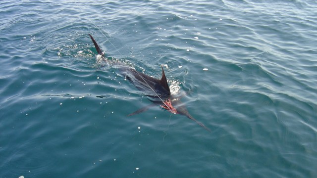 Ikan Marlin. (Foto: Wikimedia Commons)