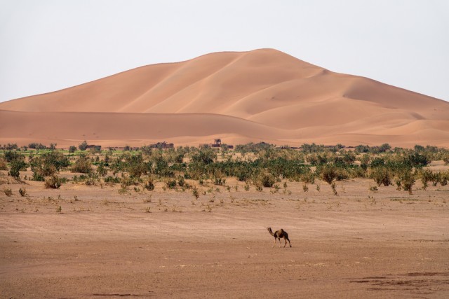 Grand Erg Oriental di Gurun Sahara Foto: Shutter Stock