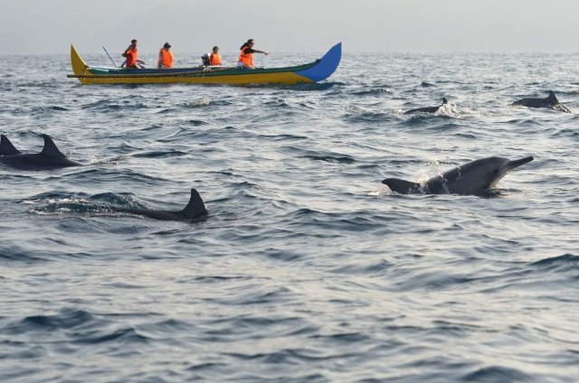 Lumba Lumba Di Teluk Kiluan Bandar Lampung Utiket