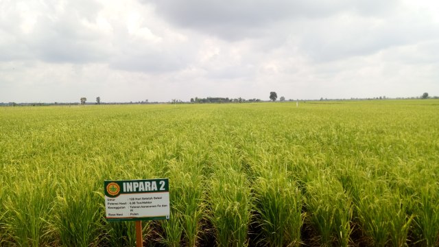 240 hektare lahan sawah siap panen di Desa Jejangkit Muara, Jejangkit, Barito Kuala Kalimantan Selatan.  (Foto: Maulana Ramadhan/kumparan)