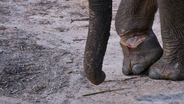 Kaki anak gajah sumatera yang terkena jerat baja di Provinsi Riau (Foto: ANTARA FOTO/FB Anggoro)