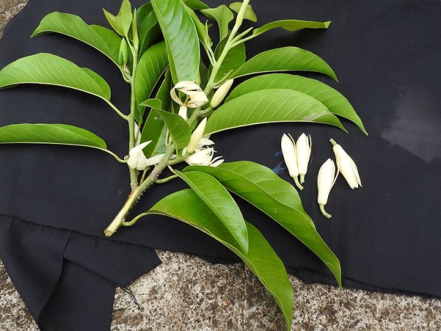 Bunga kantil (Foto: dok.commons.wikimedia.org)