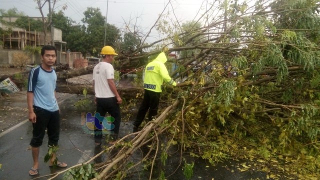 Pohon Tumbang Di Jalan Raya Kalitidu Bojonegoro Sempat Bikin Arus Lau Lintas Macet Kumparan Com