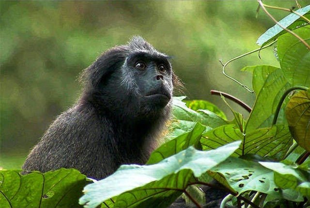 Empat Primata Mentawai Terancam Punah Kumparan Com