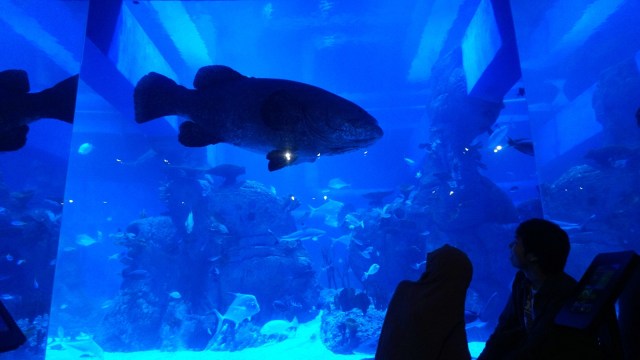 Harga Tiket Masuk Jakarta Aquarium Maret 2021, Beserta Jam Bukanya (11969)
