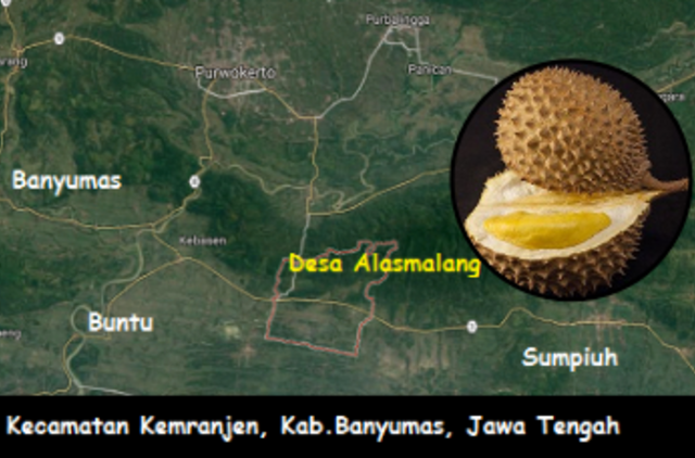 Melewati Desa Sentra Durian Alasmalang, Kemranjen, Banyumas