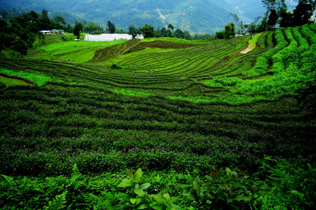 Lahan Pertanian di Sikkim, Negara bagian India (Foto: Flickr/soumyajit pramanick)