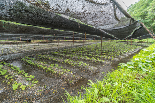 Budidaya Wasabi di Jepang (Foto: Manuel Ascanio/Shutterstock)