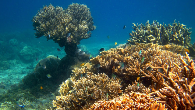 Pemandangan bawah laut di Pantai Kupa-kupa, Halmahera Utara (Foto: Flickr/leivischem)