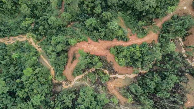 Ilustrasi pembalakan hutan. Foto: Alessio Bariviera/Global Witness via REUTERS