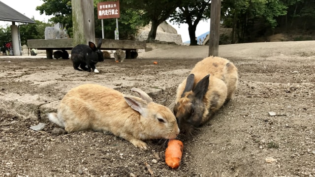 Kelinci liar sedang makan di Okunoshuma (Foto: Flickr/Brian Shamblen)