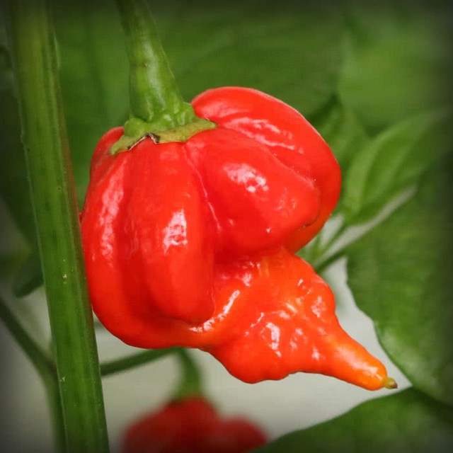 Unique Facts : Do You Have The Guts To Eat This Hottest Chili Peppers In The World? (1)