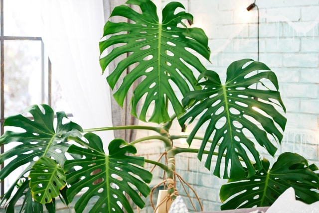 Monstera, Tanaman Hias Indoor Penyejuk Ruangan (6)