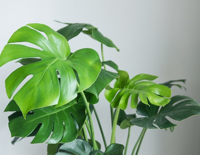 Monstera, Tanaman Hias Indoor Penyejuk Ruangan (8)