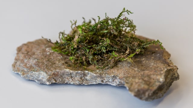 Liverwort atau lumut hati (Radula perrottetii). (Foto: Stefan Fischer via University of Bern.)