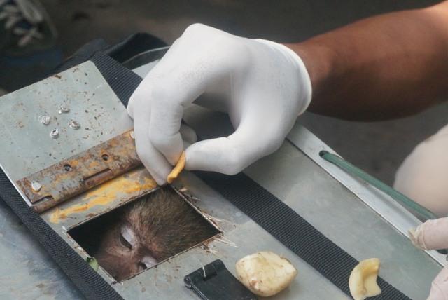 Monyet yang Dipaksa Atraksi Topeng Monyet Dilepasliarkan di Cagar Alam Gunung Tilu