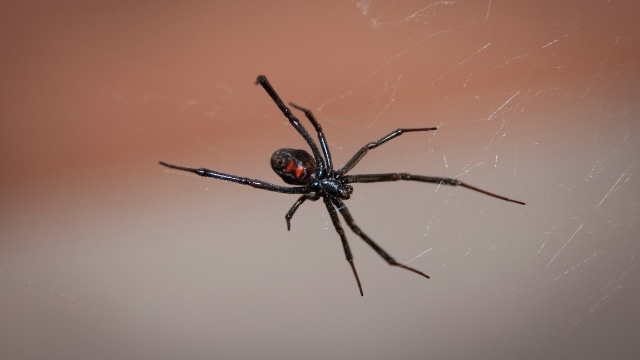 Ilustrasi laba-laba Black Widow. (Foto: skeeze via Pixabay)