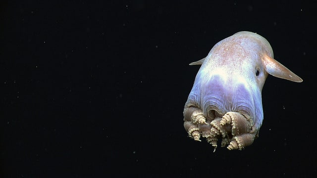Gurita Dumbo. (Foto: NOAA Ocean Exploration & Research)
