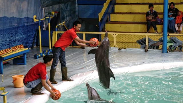 konten spesial, sirkus lumba-lumba, Depok