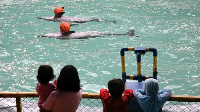 Sirkus lumba-lumba keliling. (Foto: Helmi Afandi Abdullah/kumparan)